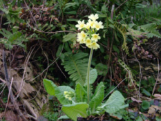 Primula elatiorSlanke sleutelbloem bestellen